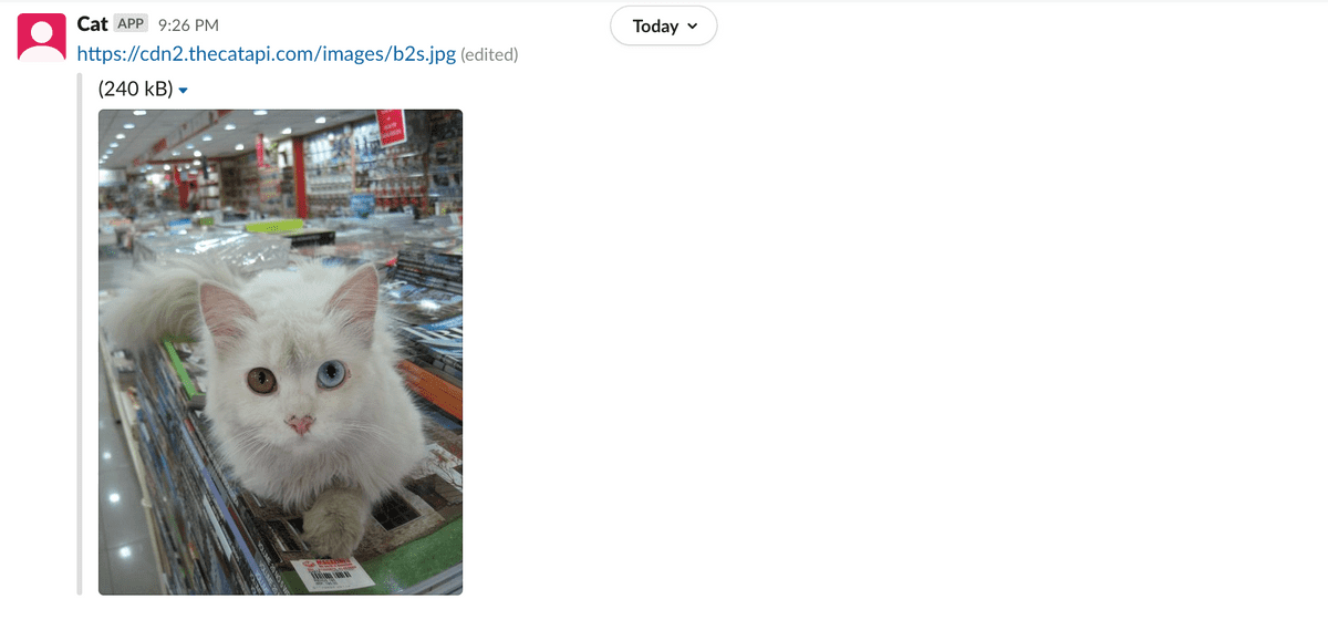 cat bot responding to /pic